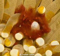 Orangutan Crab by James Laker 
